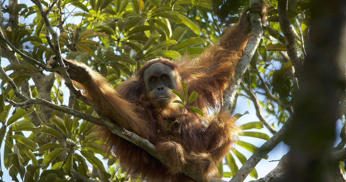 Only 800 Left! Meet the World's Rarest Orangutan, Found Only in