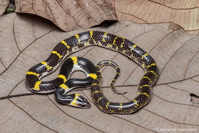 Myanmar's Hidden Wild: Rare Snake Found for First Time - Seasia.co