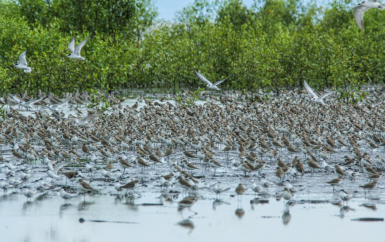 Safe Landings: Southeast Asia’s Wetlands Hold the Future of Migratory ...